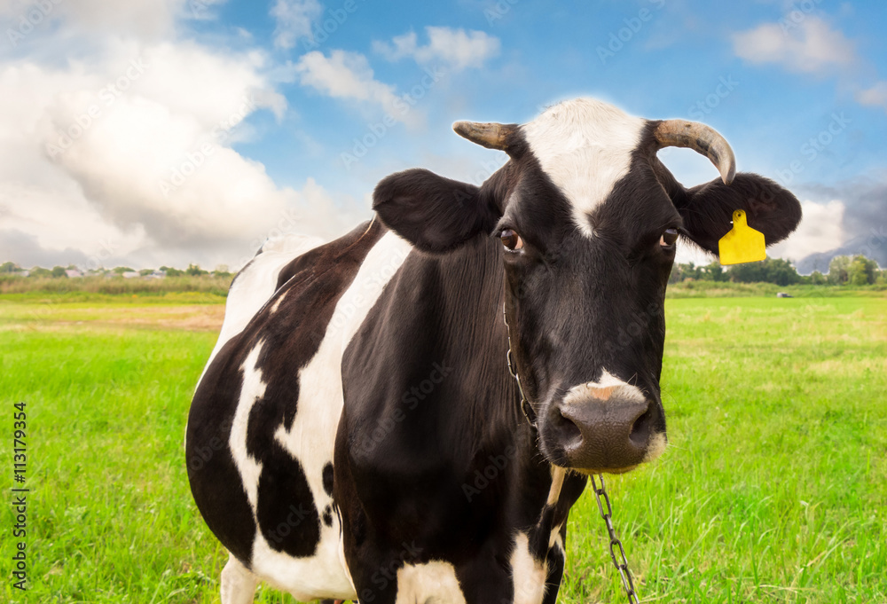 Cow on a green grass field.