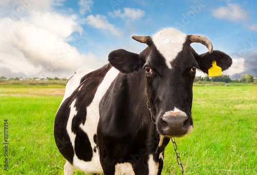 Cow on a green grass field. © momentscatcher