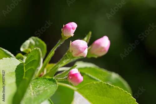 The pink buds of Apple trees on a dark background