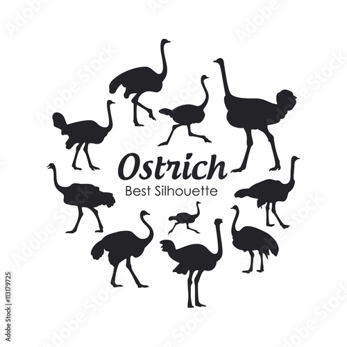 Ostrich silhouette on the white background
