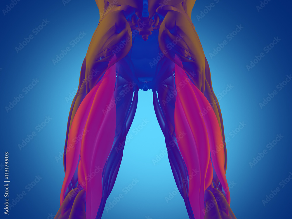 Hamstring muscle group, human anatomy muscle system. 3d illustration ...