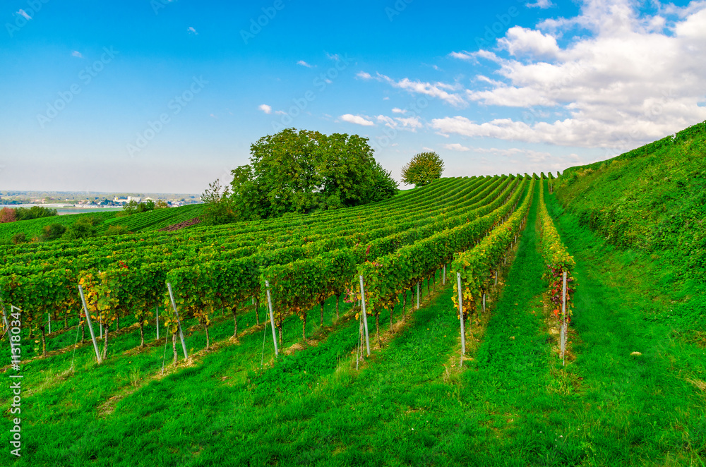 Naklejka premium Vines in Germany.