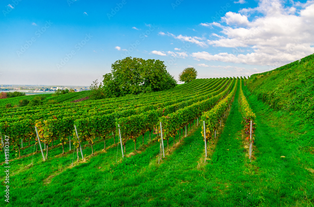 Vines in Germany.