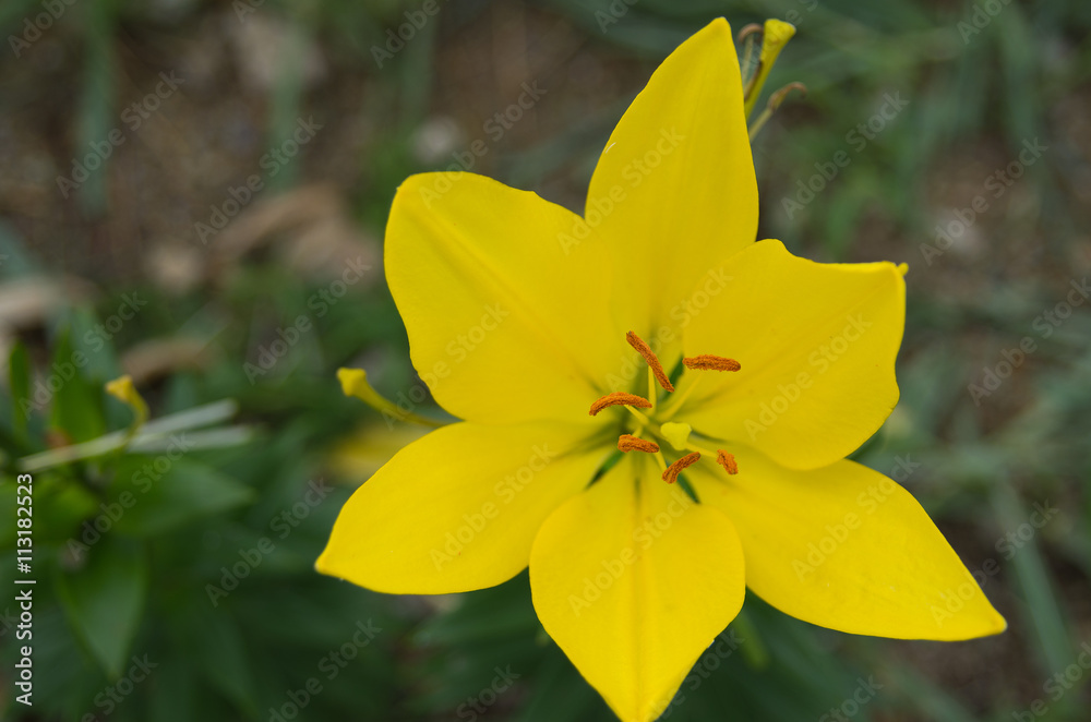 Obraz premium lily flower