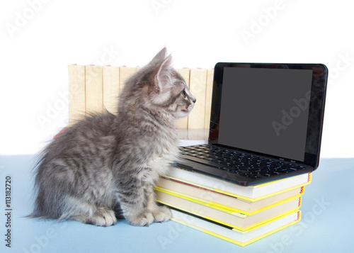 Fototapeta Naklejka Na Ścianę i Meble -  Gray tabby kitten looking at a blank screen on a miniature laptop type computer, screen blank for your message. Piles of books next to and under computer. Back to school.