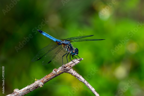 Blue Dasher Dragonfly (Pachydiplax longipennis) on a twigg