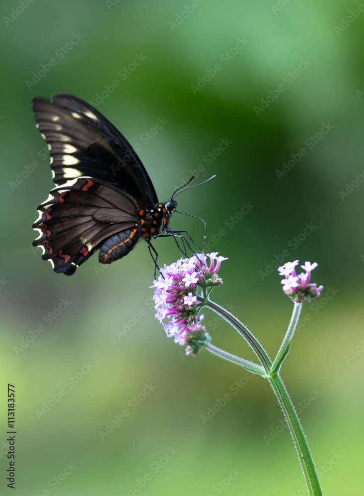 Gold Rim Swallowtail or Polydamas Swallowtail (Battus polydamas) sipping nectar from a flower, Davie, Florida, United States Gold Rim Swallowtail or Polydamas Swallowtail (Battus polydamas) sipping nectar from a flower, Davie, Florida, United States