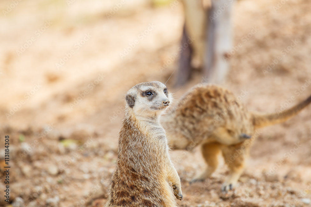 Fototapeta premium Meerkat