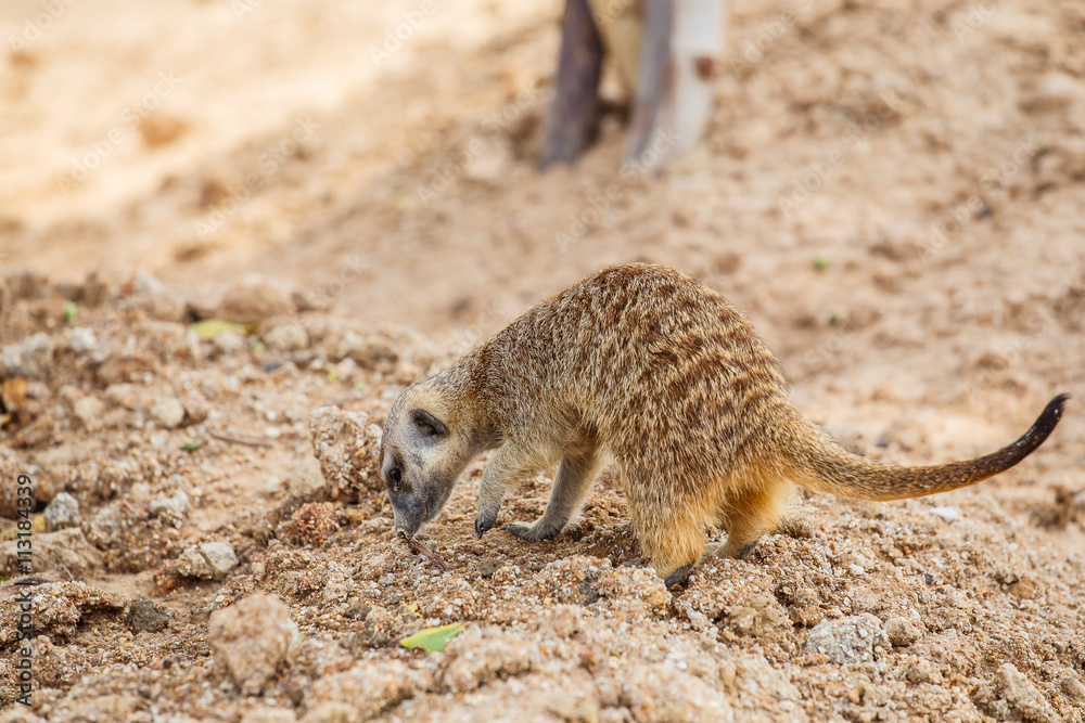 Fototapeta premium Meerkat