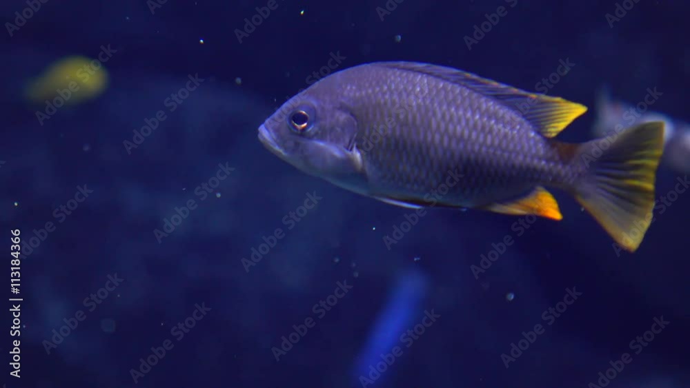 Blue fish with yellow fins floating under water 4k close up video