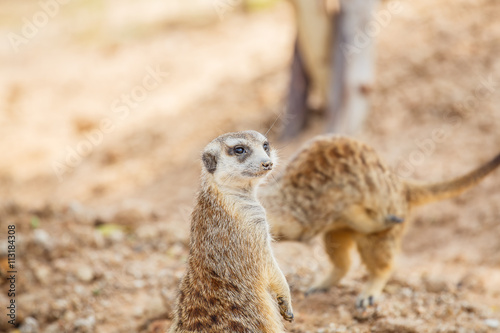 Meerkat © photonewman