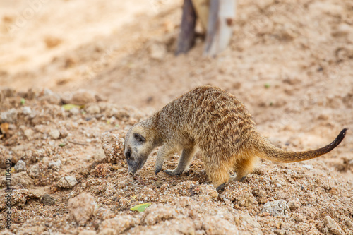 Meerkat photo