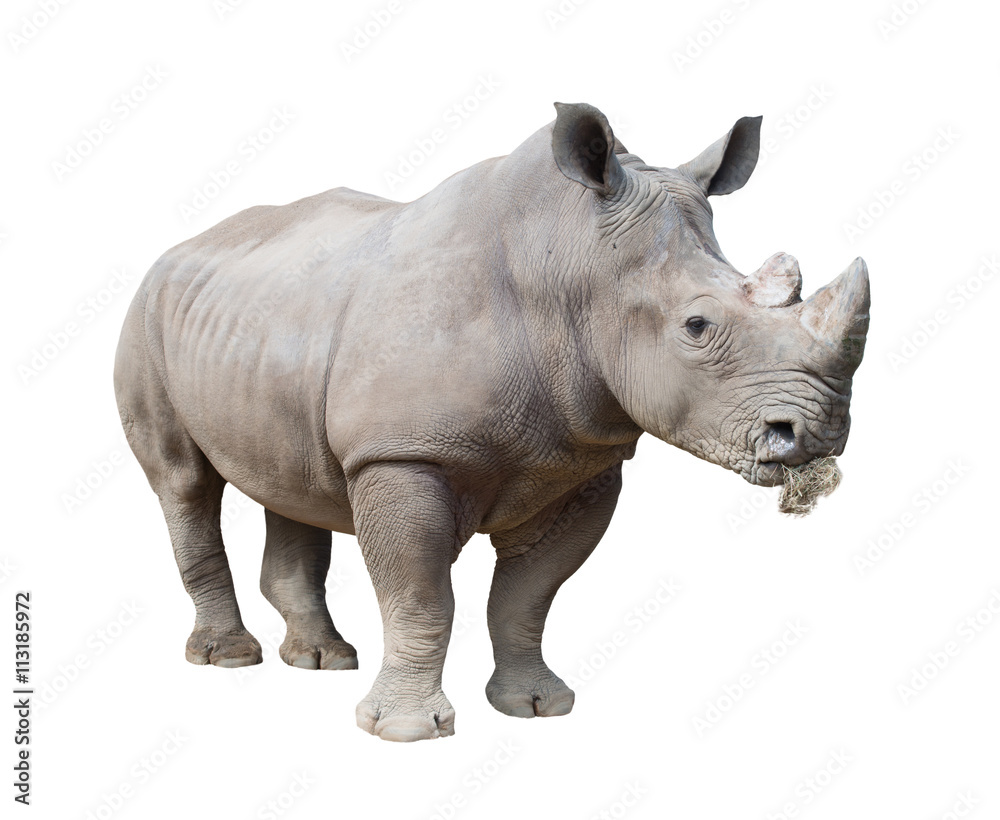 Naklejka premium white rhinoceros, square-lipped rhinoceros isolated