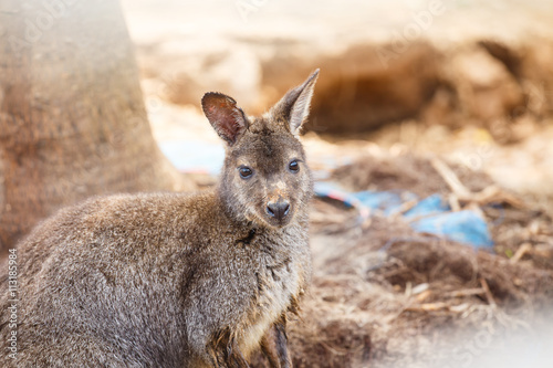 Kangaroo close up