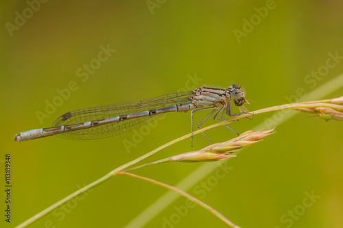 Damselfly Eating Lunch © Kerry Snelson