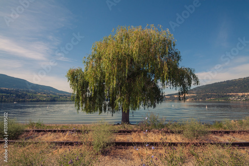 Weeping Willow at Wood Lake, Oyama