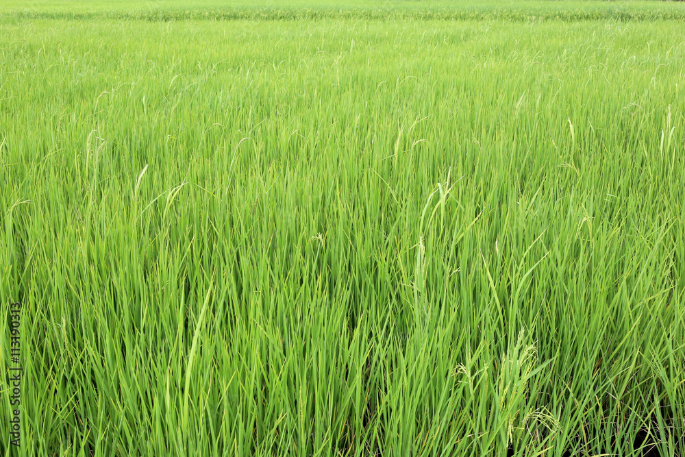 Bright green rice paddies fields in rural areas at Thailand.