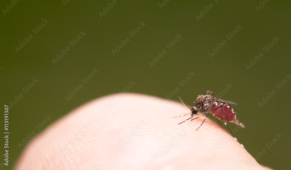 Aedes mosquito have noticeable white and black on their body and legs Aedes mosquito have noticeable white and black on their body and legs