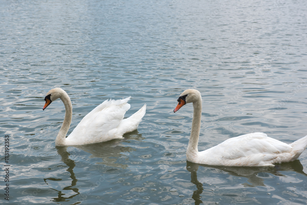 Two beautiful white swan swimming happy in the lake. Two beautiful white swan swimming happy in the lake.