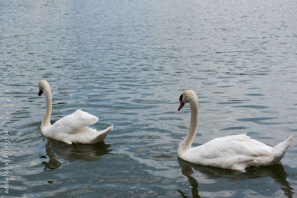 Two beautiful white swan swimming happy in the lake. Two beautiful white swan swimming happy in the lake.