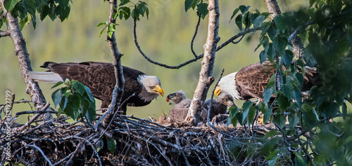 Adult bald eagles feeding their chicks
