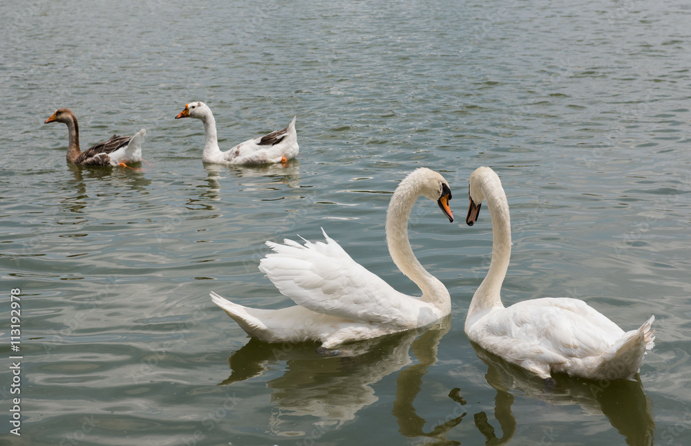 Two beautiful white swan swimming happy in the lake. Two beautiful white swan swimming happy in the lake.