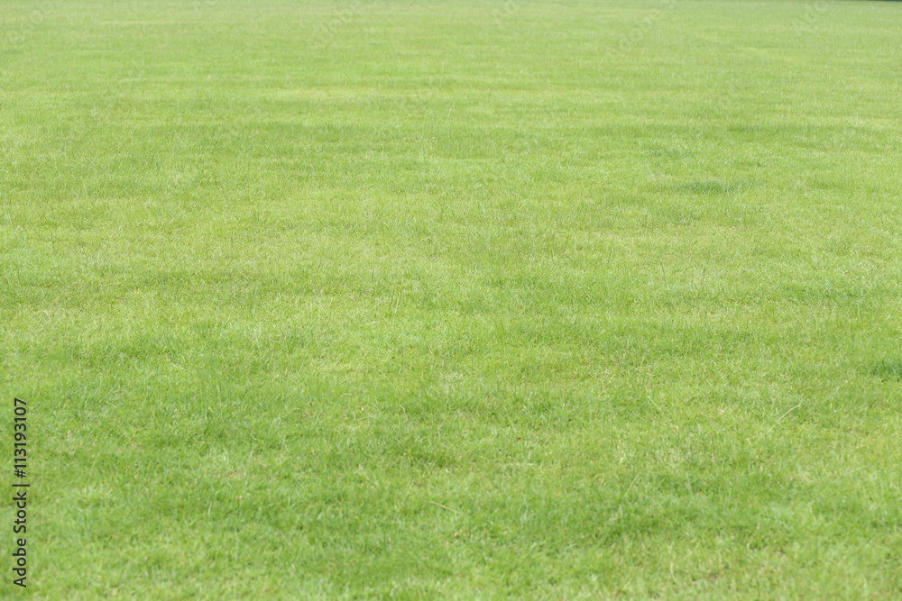 green lawn in the public garden.