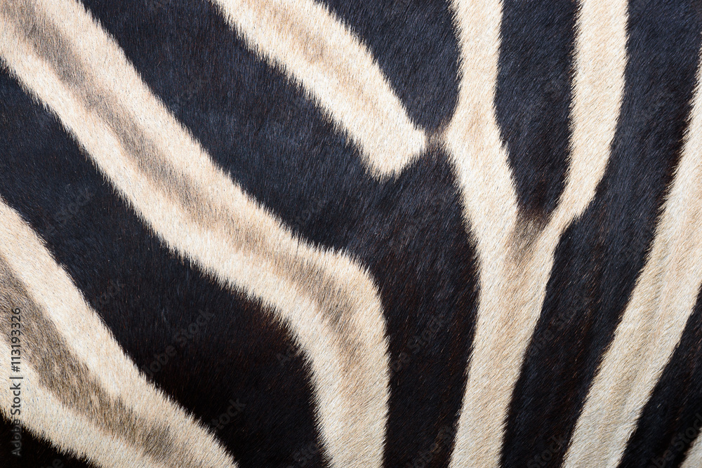 skin and the patterns of zebra skin and the patterns of zebra
