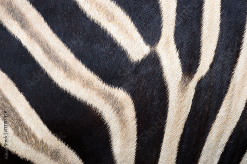 skin and the patterns of zebra