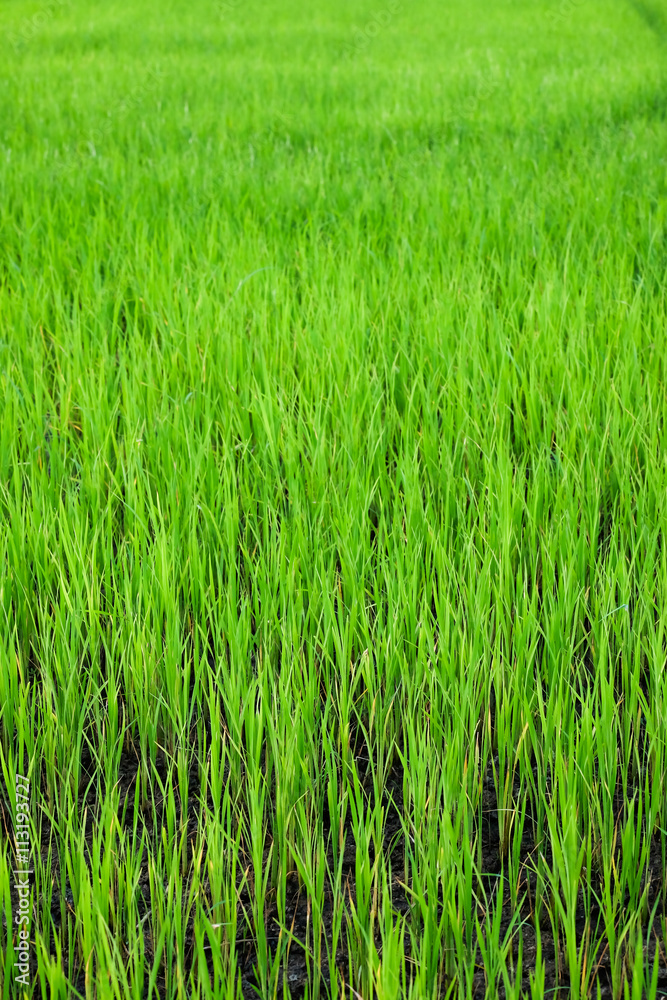 Green Paddy