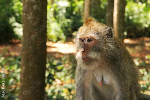 Monkeys from the Bali Island, Indonesia © totajla