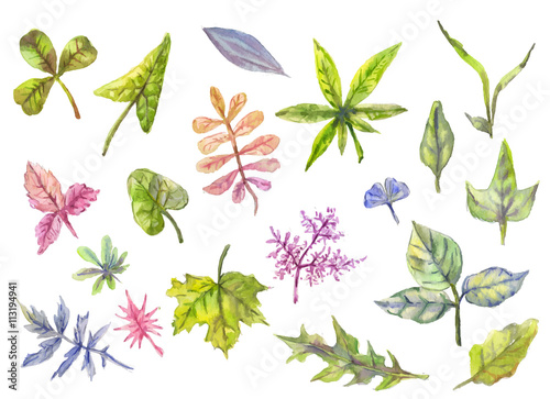  Collection of floral elements, leaves in watercolor
