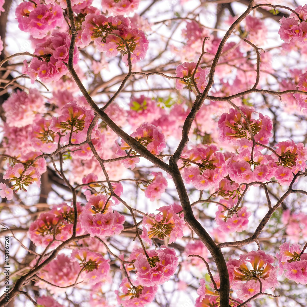 Pink trumpet tree. Pink trumpet tree.
