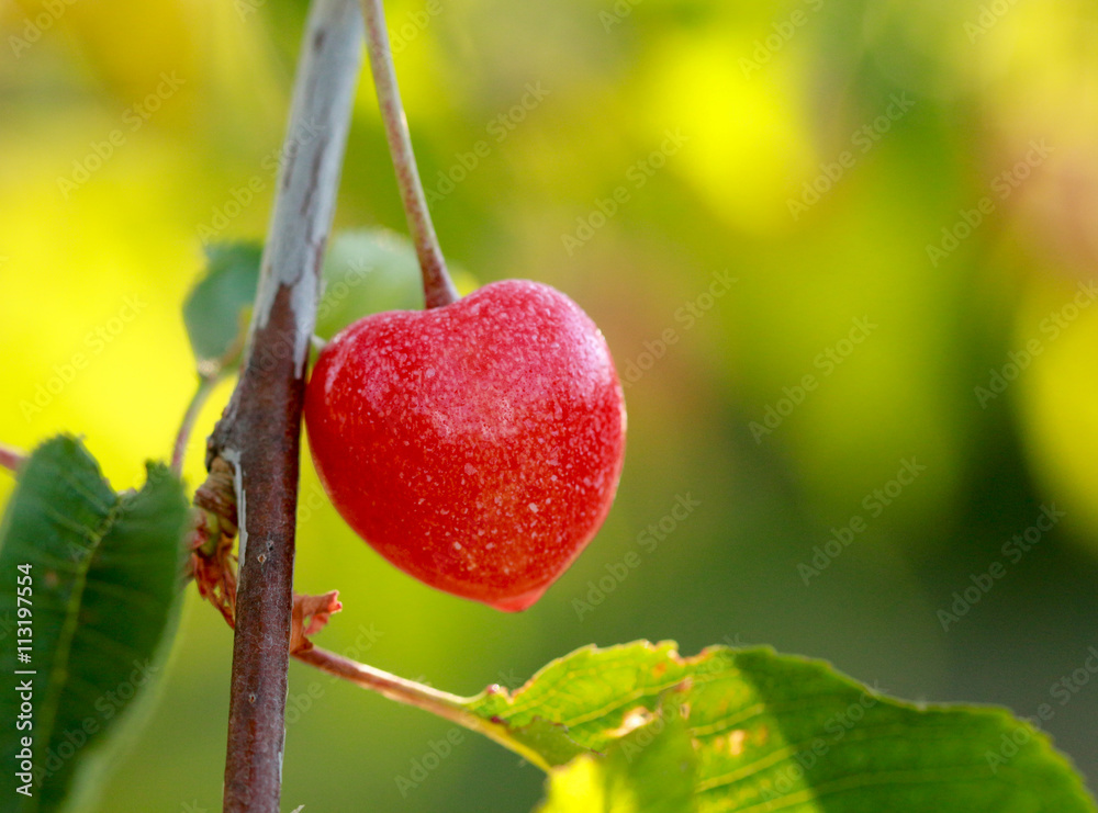 Obraz premium picture of a cherries on a branch just after sunrise