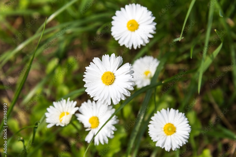 beautiful daisy flowers on a grass background beautiful daisy flowers on a grass background