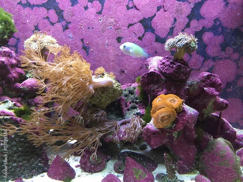 damsel fish in marine tank