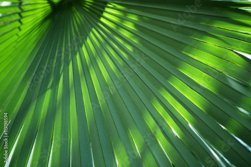 Close up of palm leaf photo