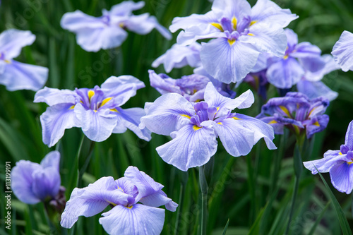 菖蒲園