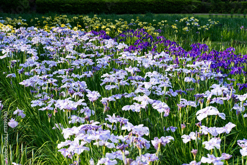 菖蒲園