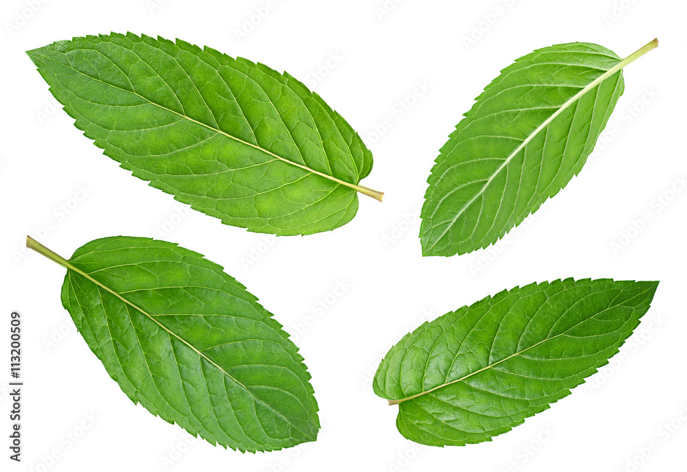Obraz premium Peppermint leaf on white