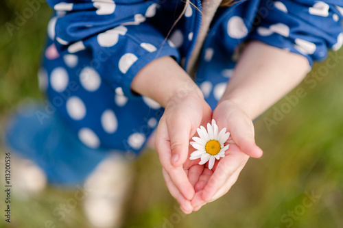 Daisy in the hands of a child