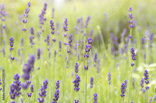 Lavendel Nahaufnahme-Hintergrund