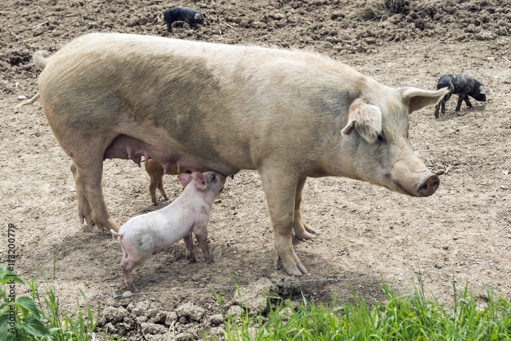 Fototapeta premium Ferkel trinkt bei seiner Mutter