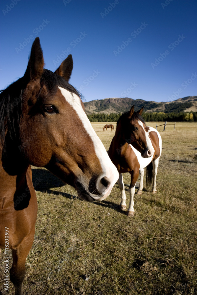Horses standing on field against clear blue sky Horses standing on field against clear blue sky