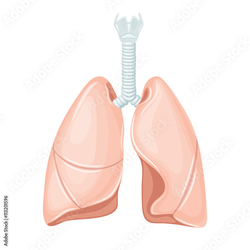 Human lungs anatomy