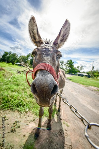 Closeup of a donkey on the field