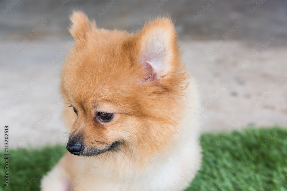 Pomeranian dog on green