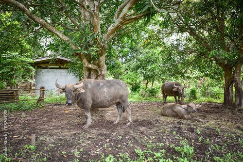 group of water buffalo