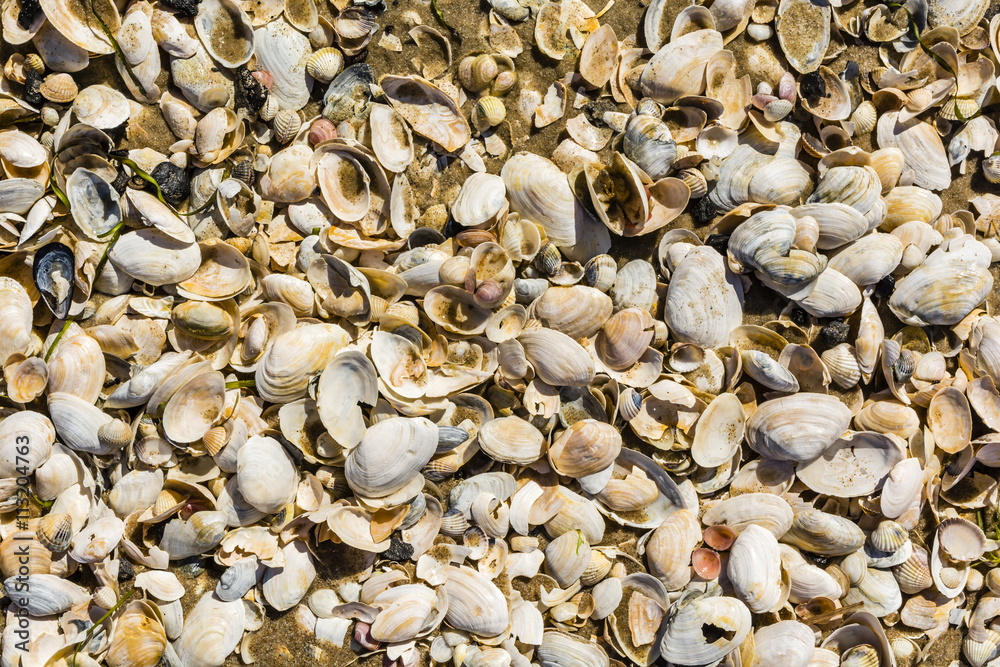 Texture of many different shells.