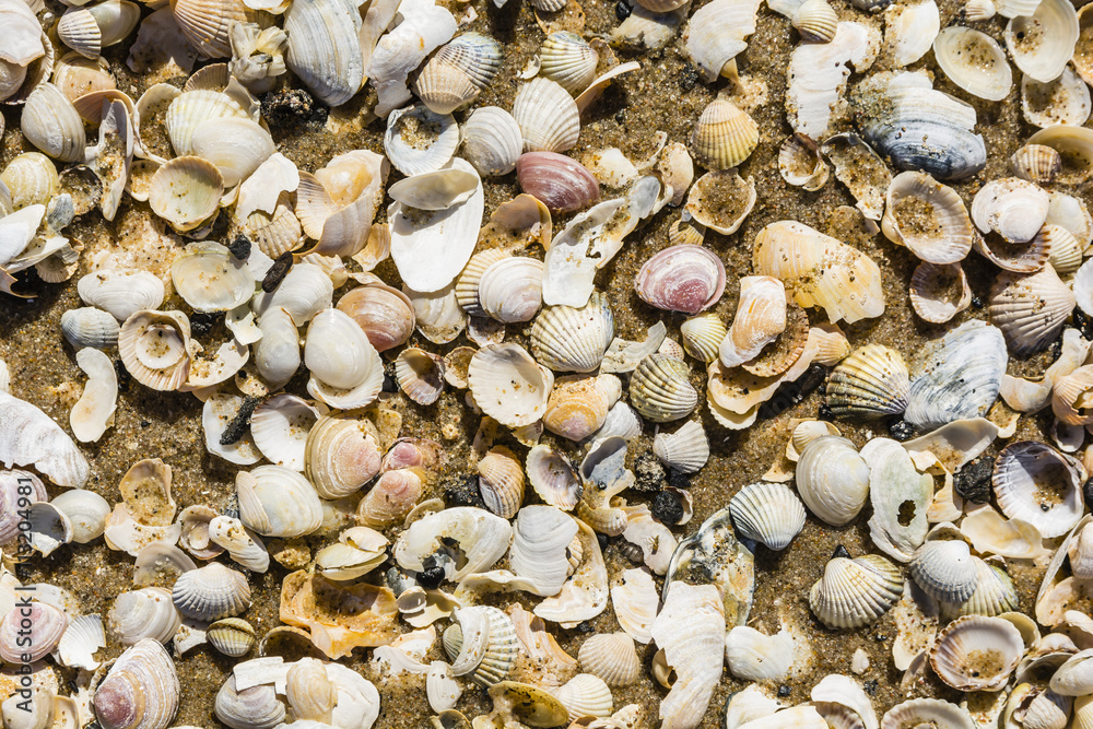 Sand and shells.
